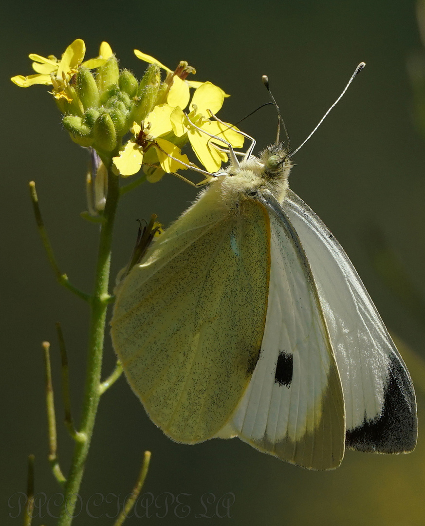 Mariposa blanca