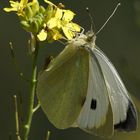 Mariposa blanca