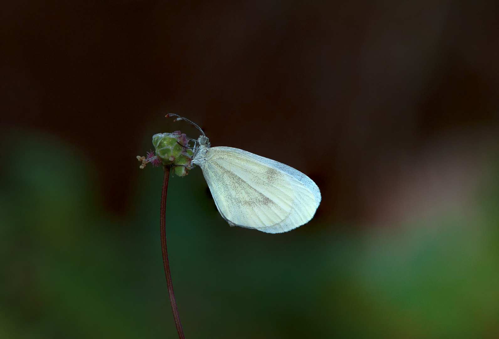 MARIPOSA BLANCA