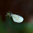 MARIPOSA BLANCA