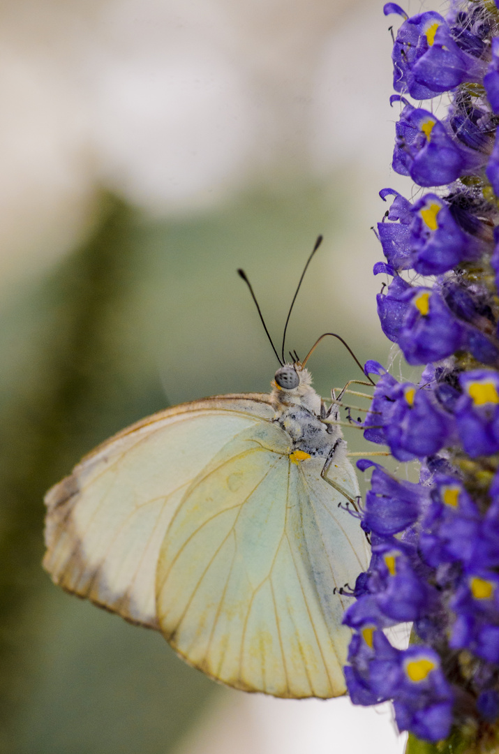 MARIPOSA BLANCA DE LA COL