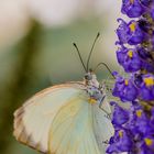 MARIPOSA BLANCA DE LA COL