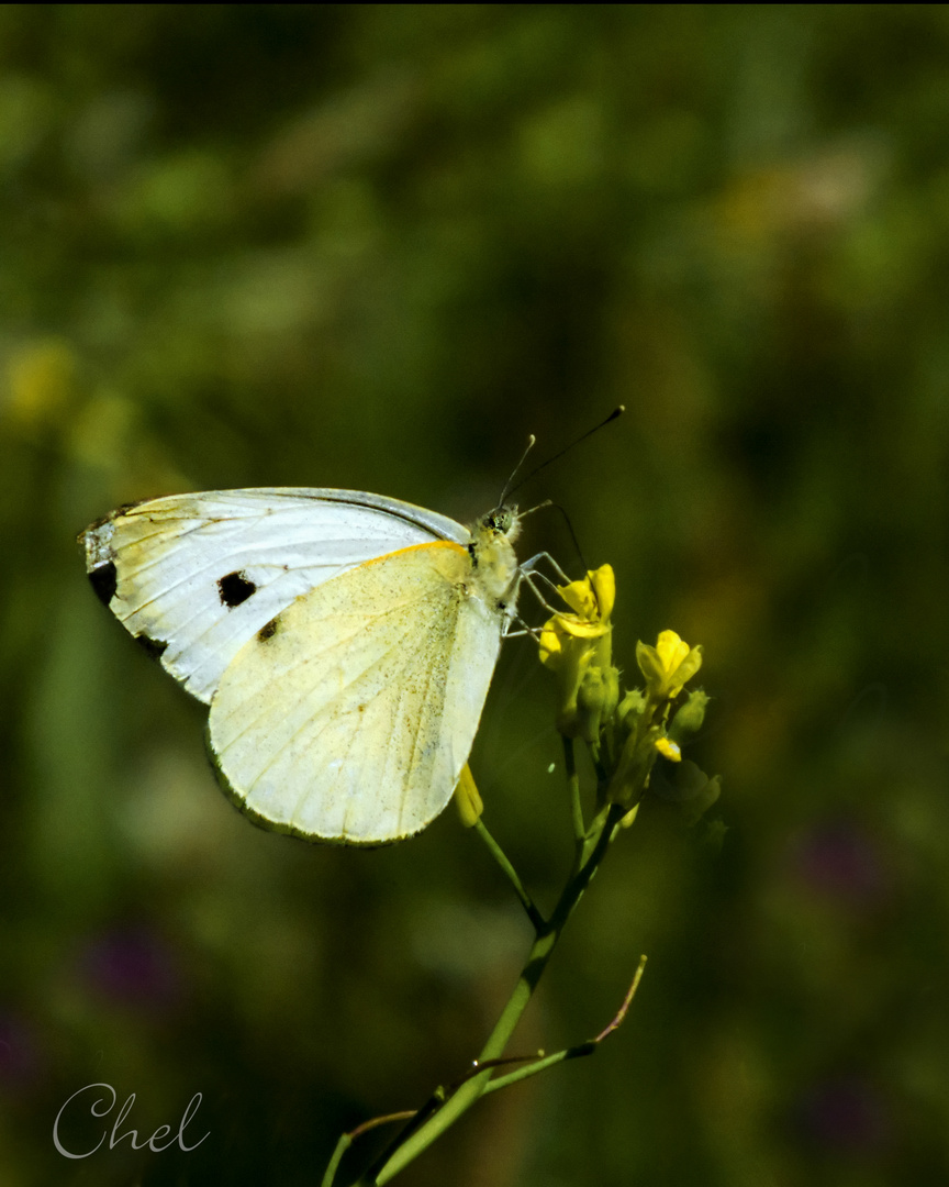 Mariposa blanca(Pieris napis)