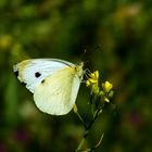 Mariposa blanca(Pieris napis)