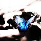 mariposa blue