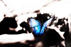mariposa blue