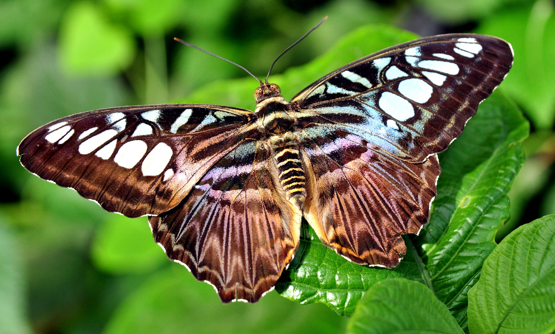 mariposa bonita