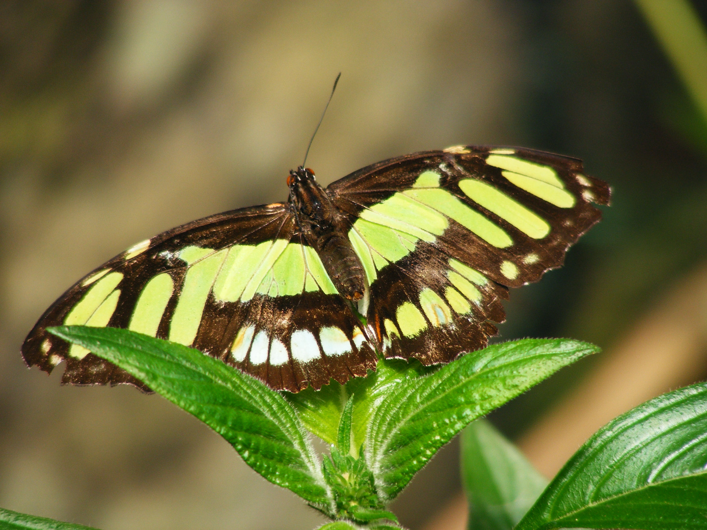 mariposa bosque de mindo ecuador