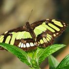 mariposa bosque de mindo ecuador