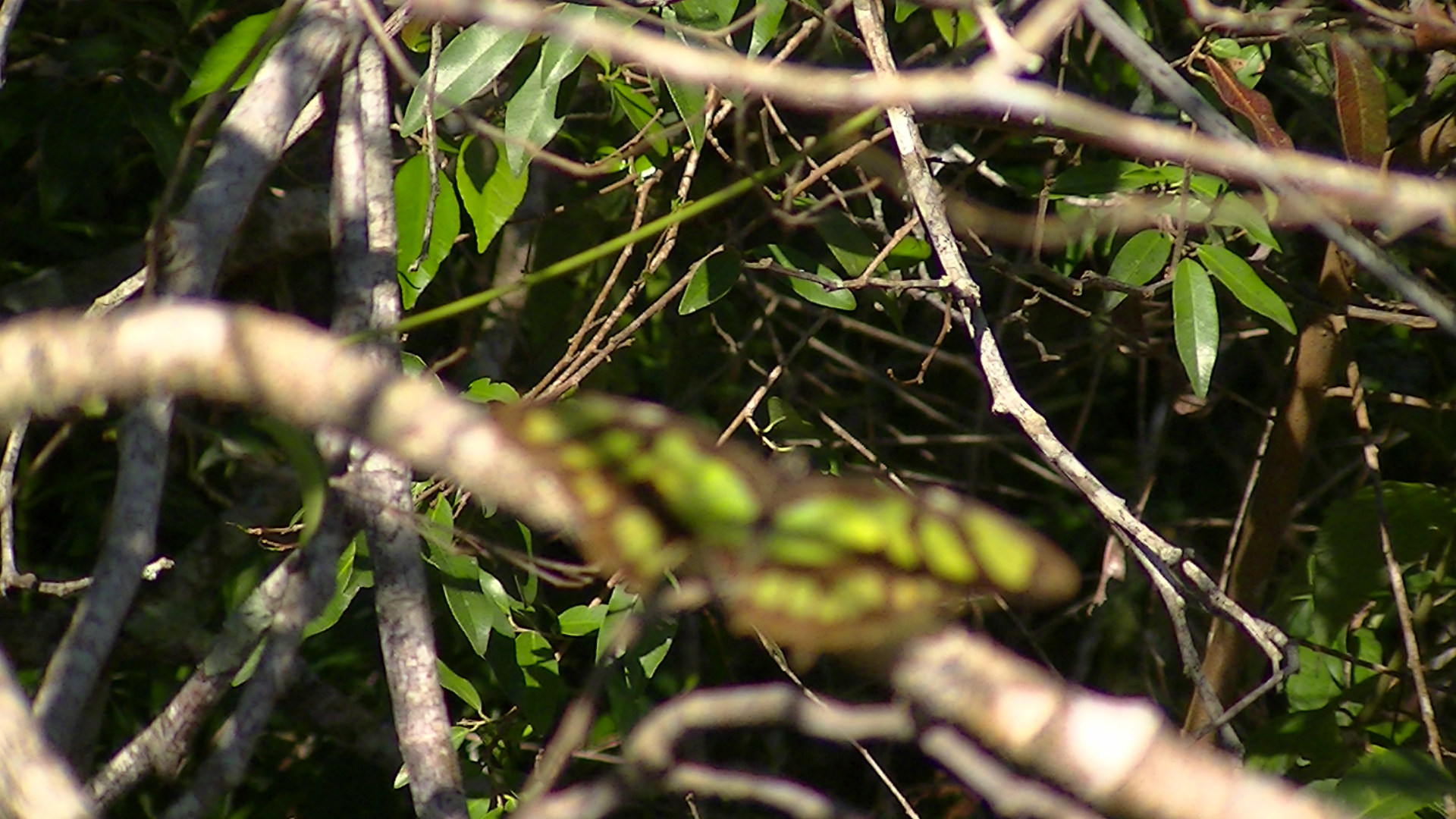 mariposa camuflada