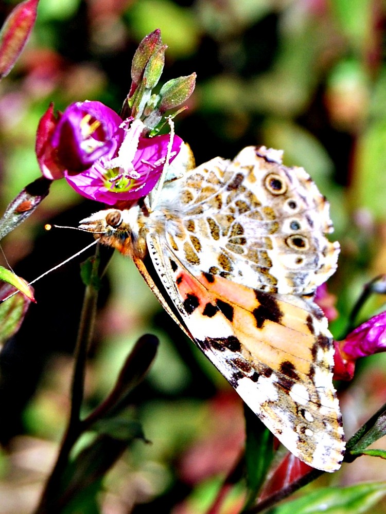 mariposa.