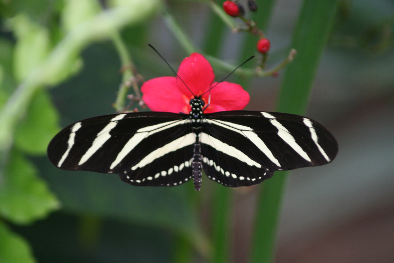 Mariposa cebra