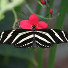 Mariposa cebra