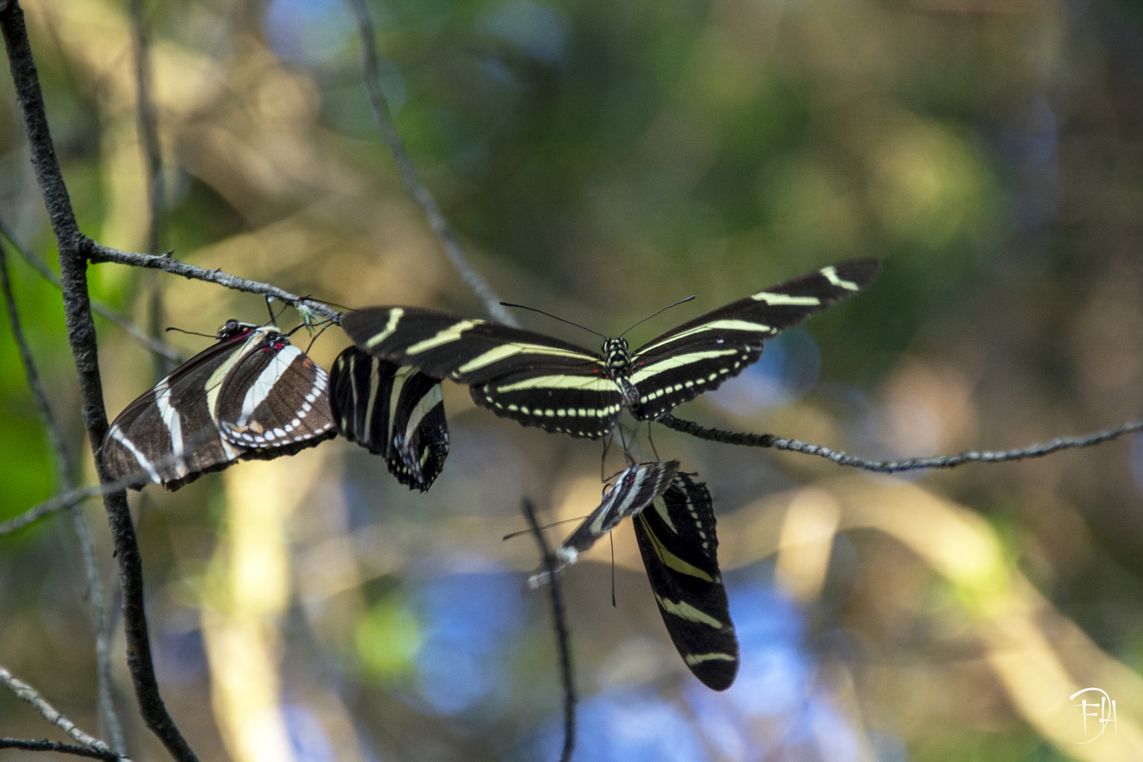 Mariposa cebra de alas largas