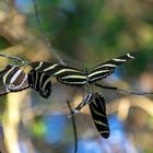 Mariposa cebra de alas largas