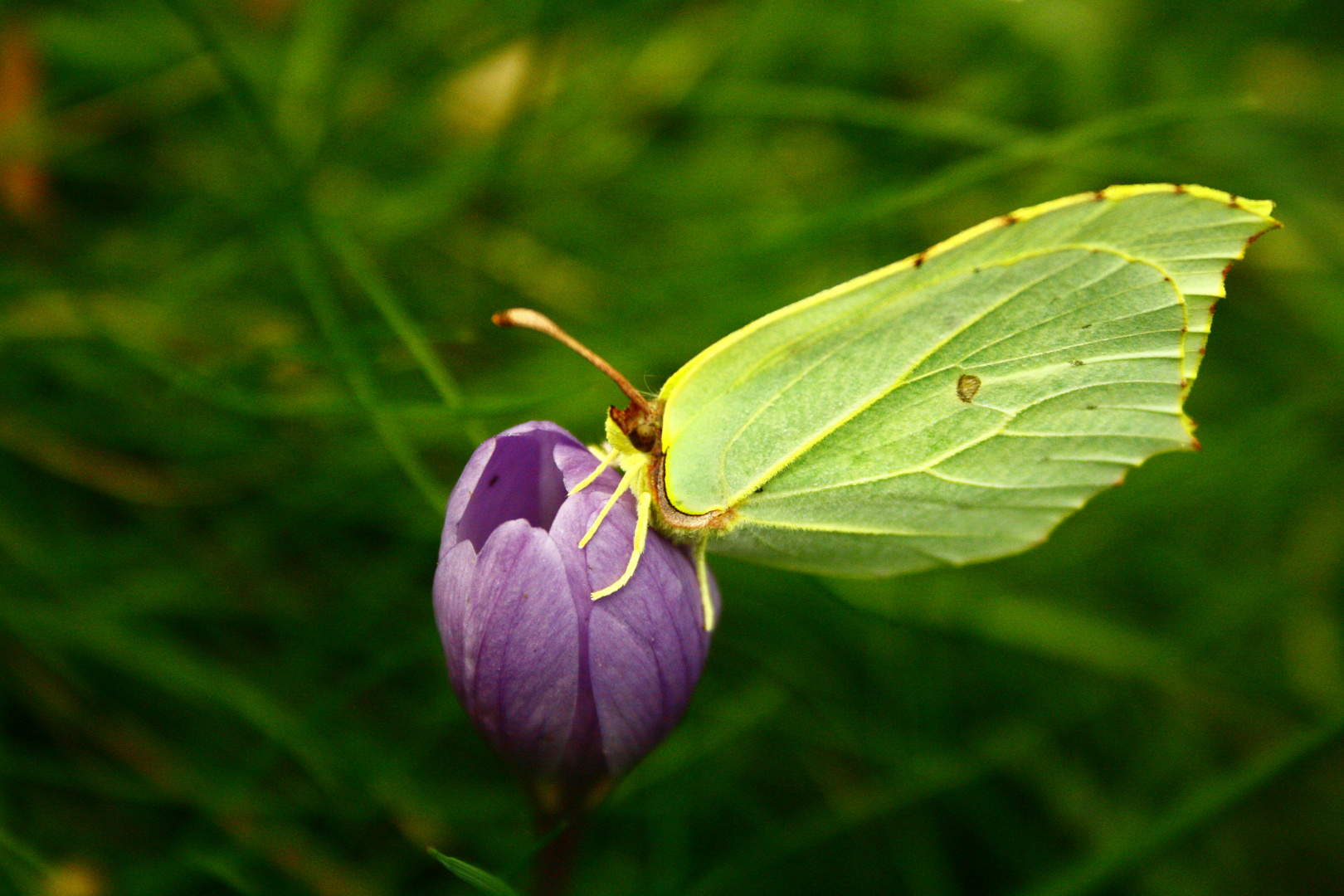 Mariposa Cleopatra