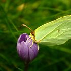 Mariposa Cleopatra