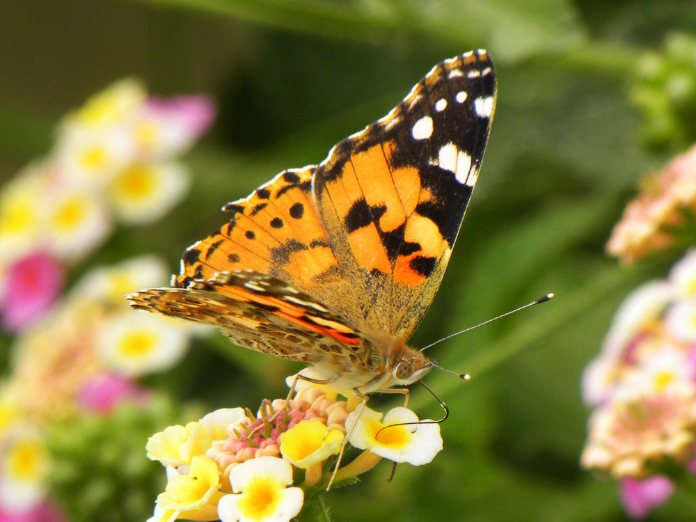 Mariposa comiendo.