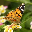 Mariposa comiendo.