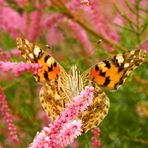 Mariposa comiendo II