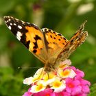 Mariposa comiendo III