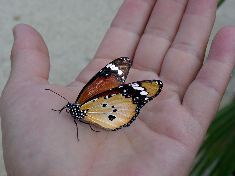 Mariposa con luz