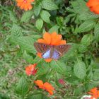 mariposa con ojos en las alas