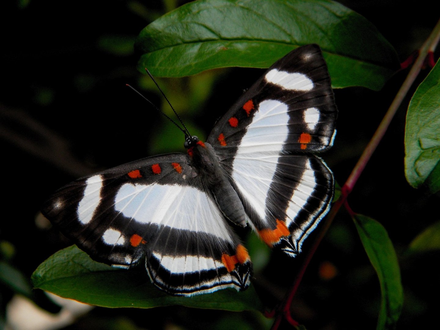 mariposa corazon blanco