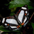 mariposa corazon blanco