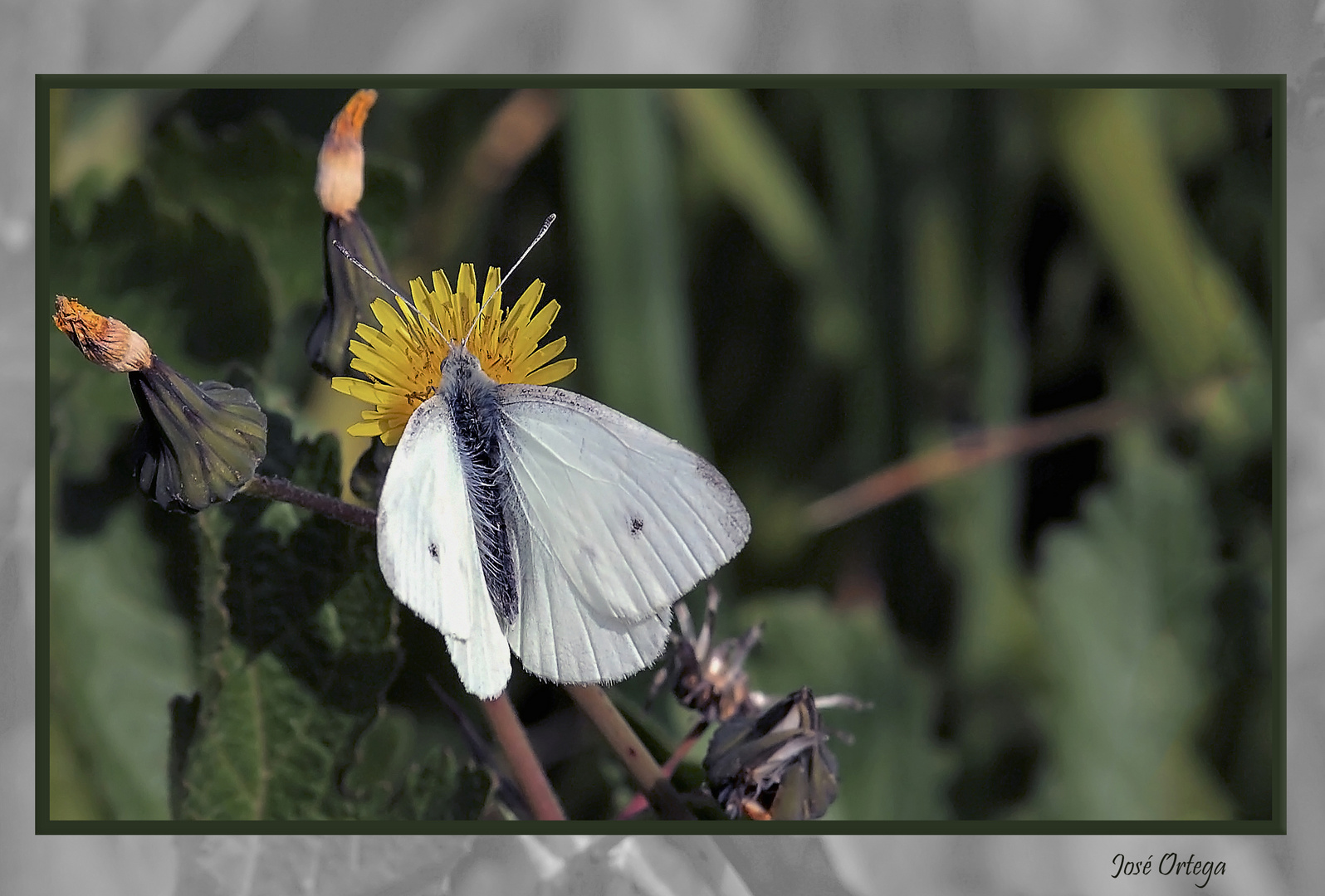 Mariposa coronada