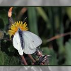 Mariposa coronada