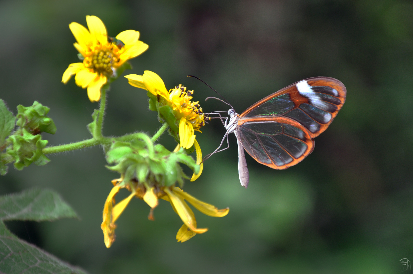 Mariposa Cristal