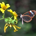 Mariposa Cristal