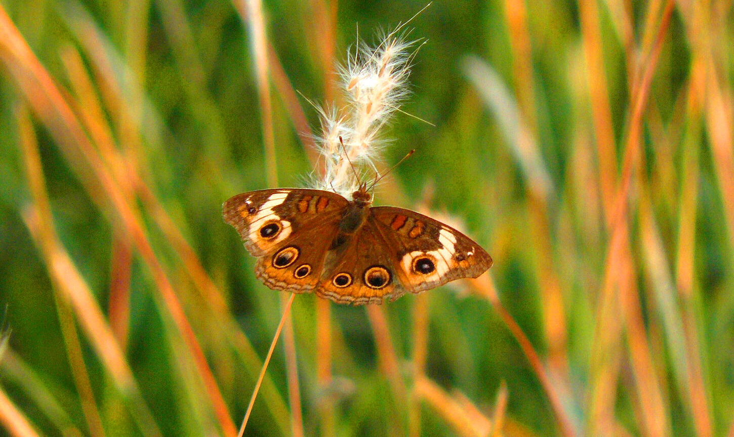 Mariposa