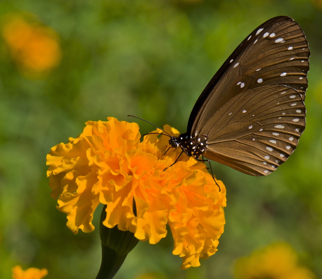 Mariposa