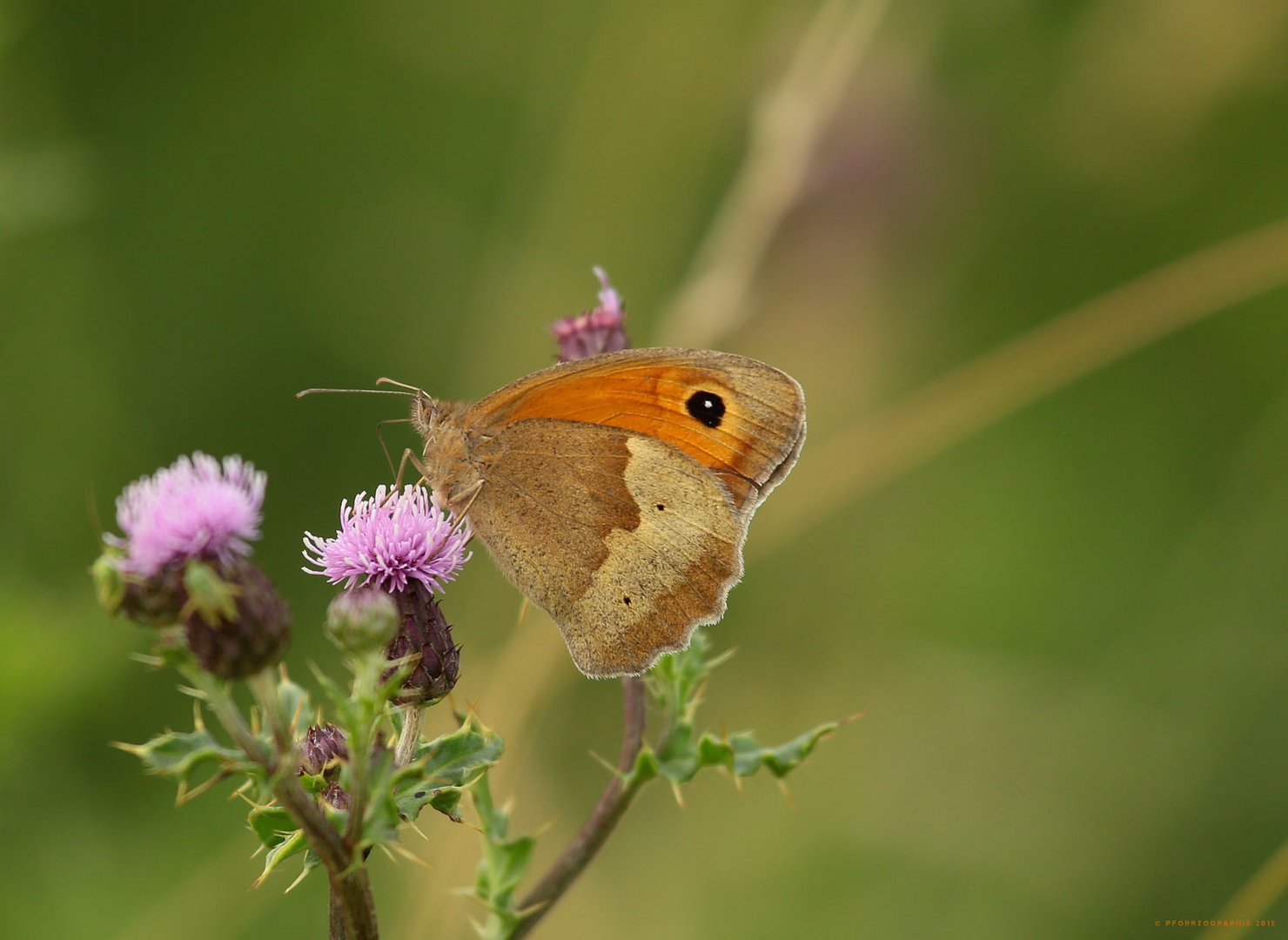 Mariposa