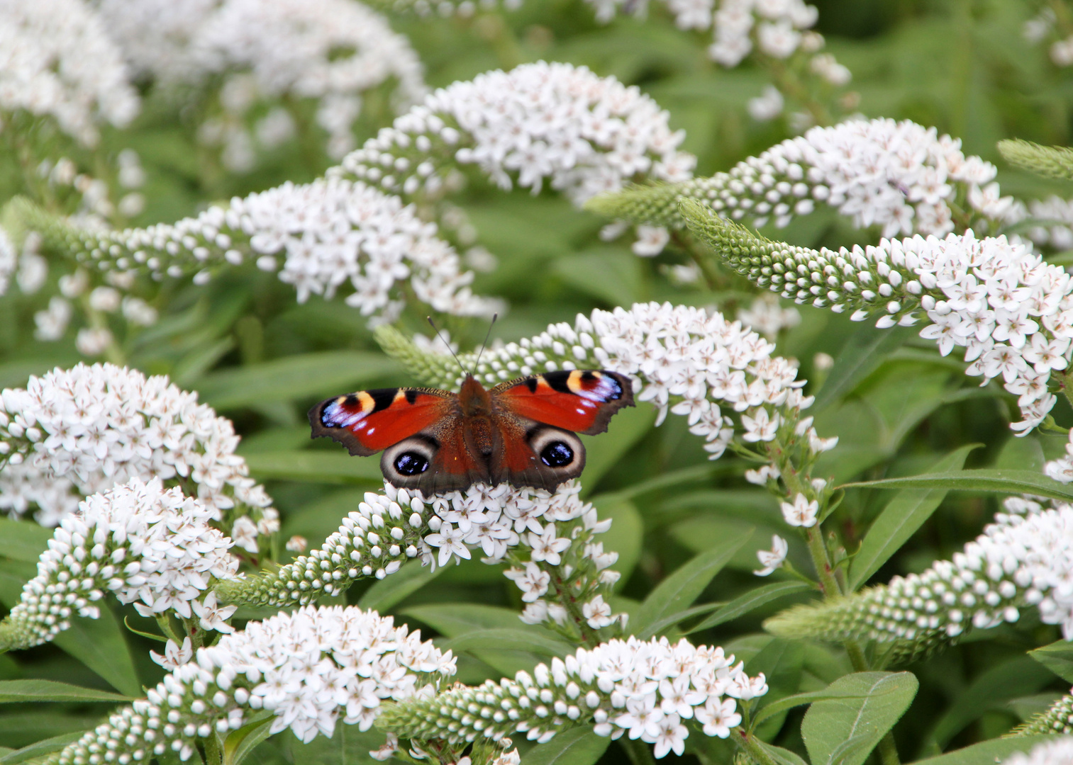 Mariposa