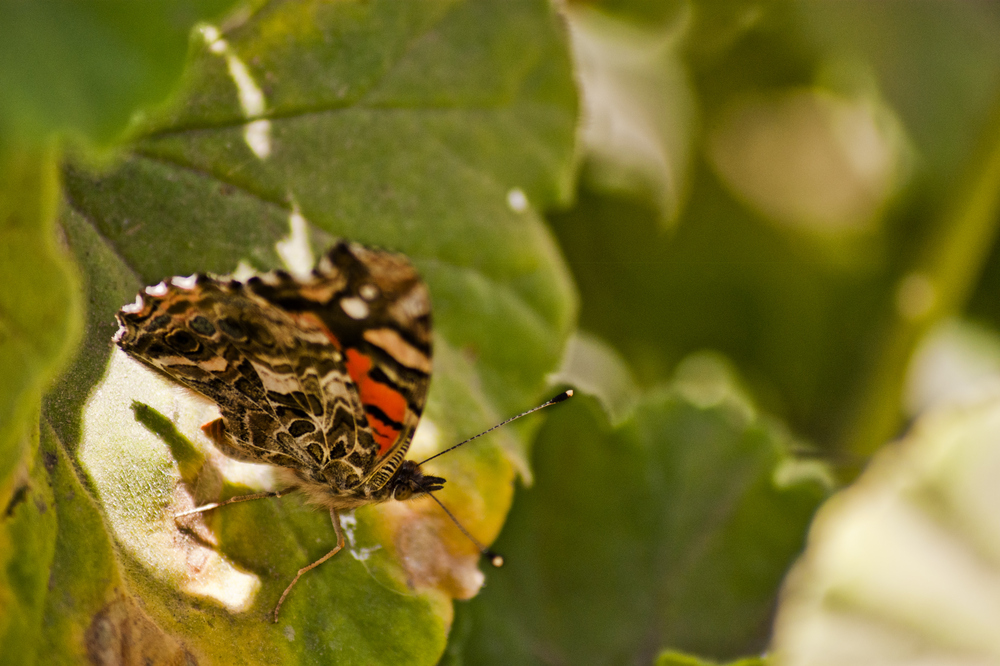 Mariposa