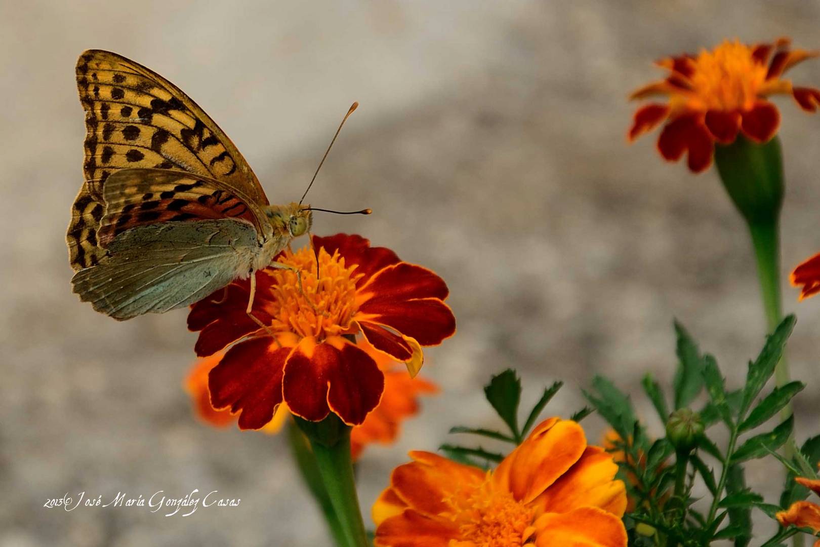 Mariposa