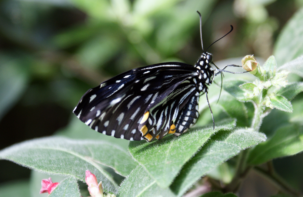 [mariposa]