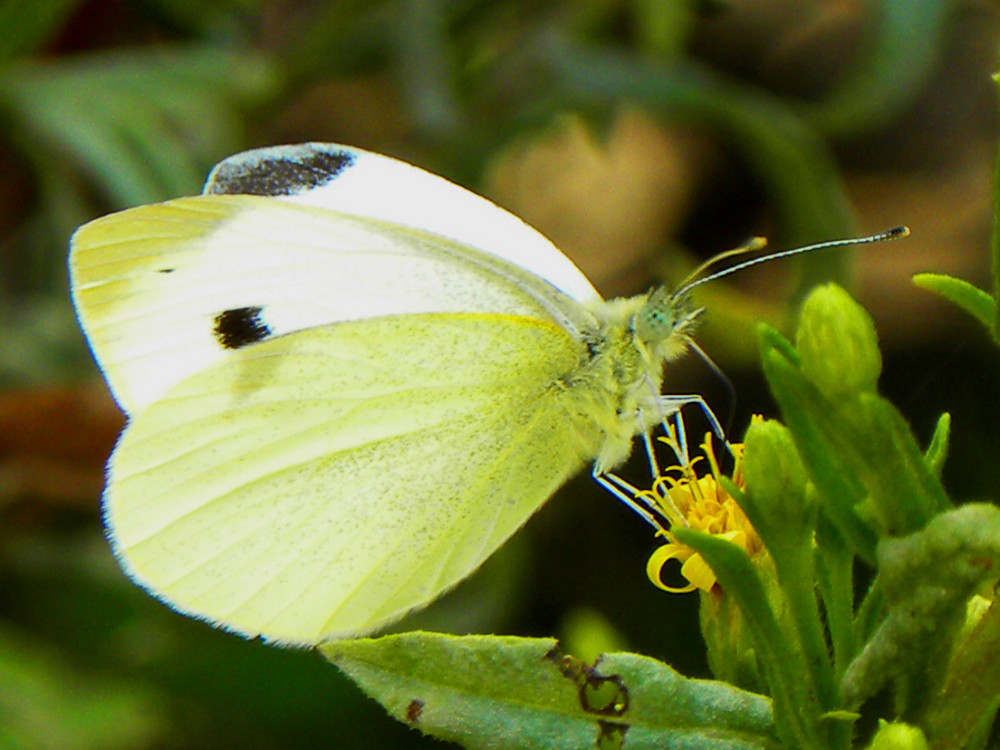 Mariposa.