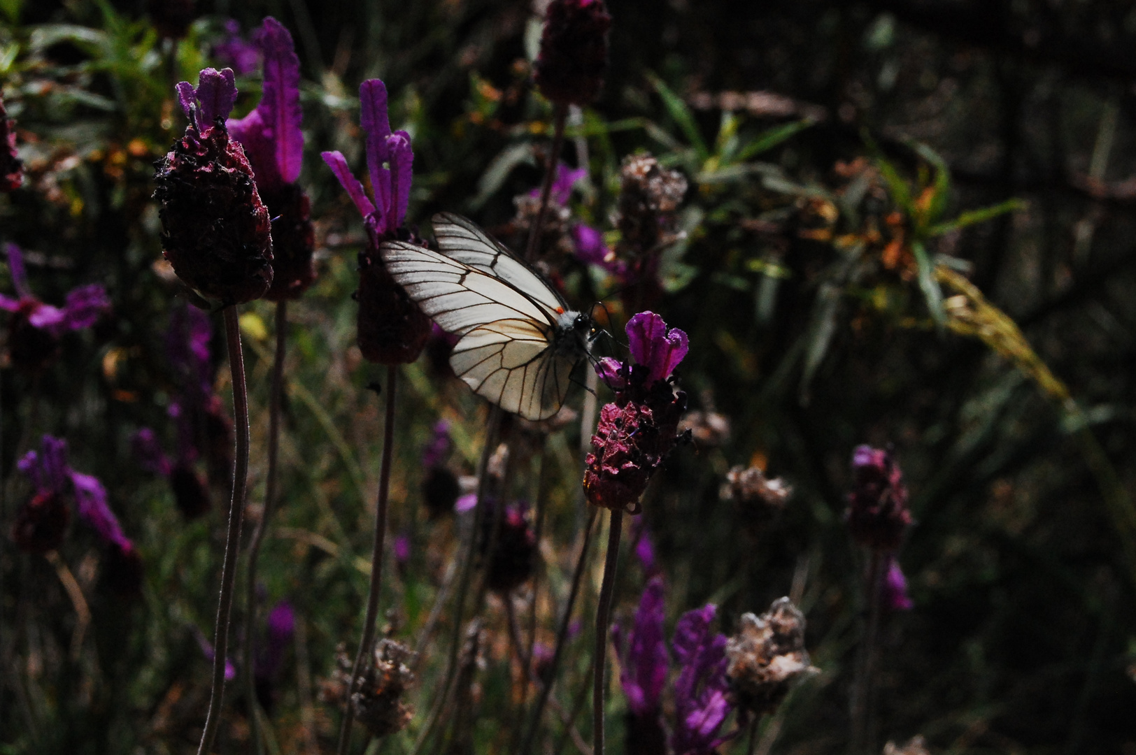 MARIPOSA