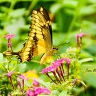 Mariposa de alas rotas: