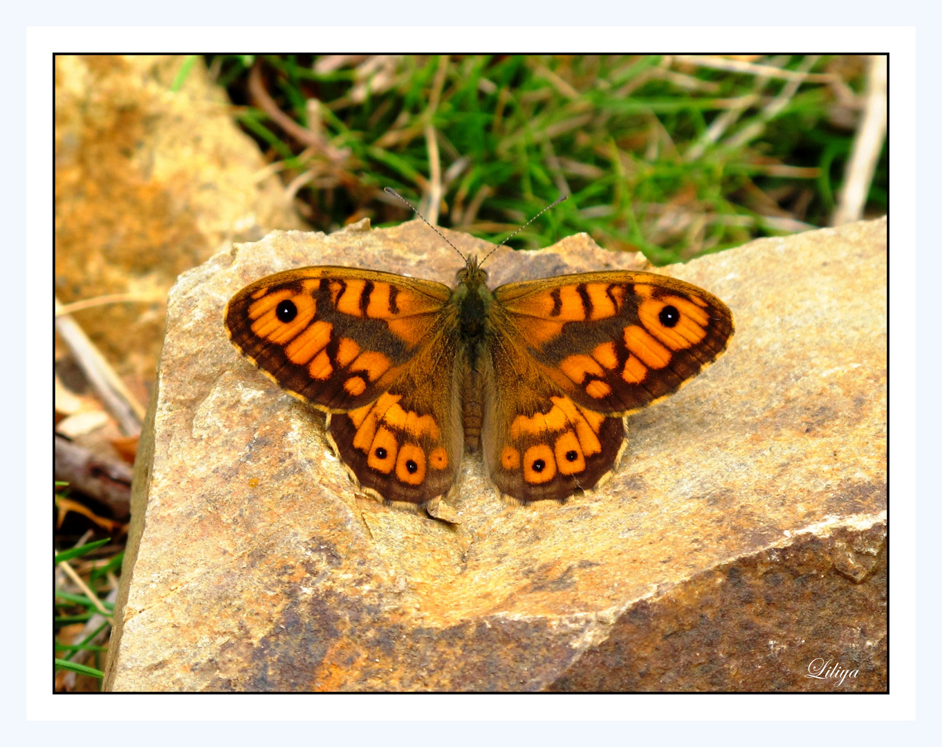 Mariposa de enero