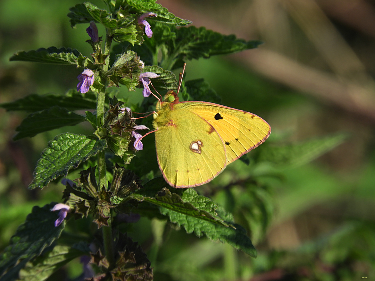 MaRiPoSa de la aLFaLFa