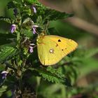 MaRiPoSa de la aLFaLFa