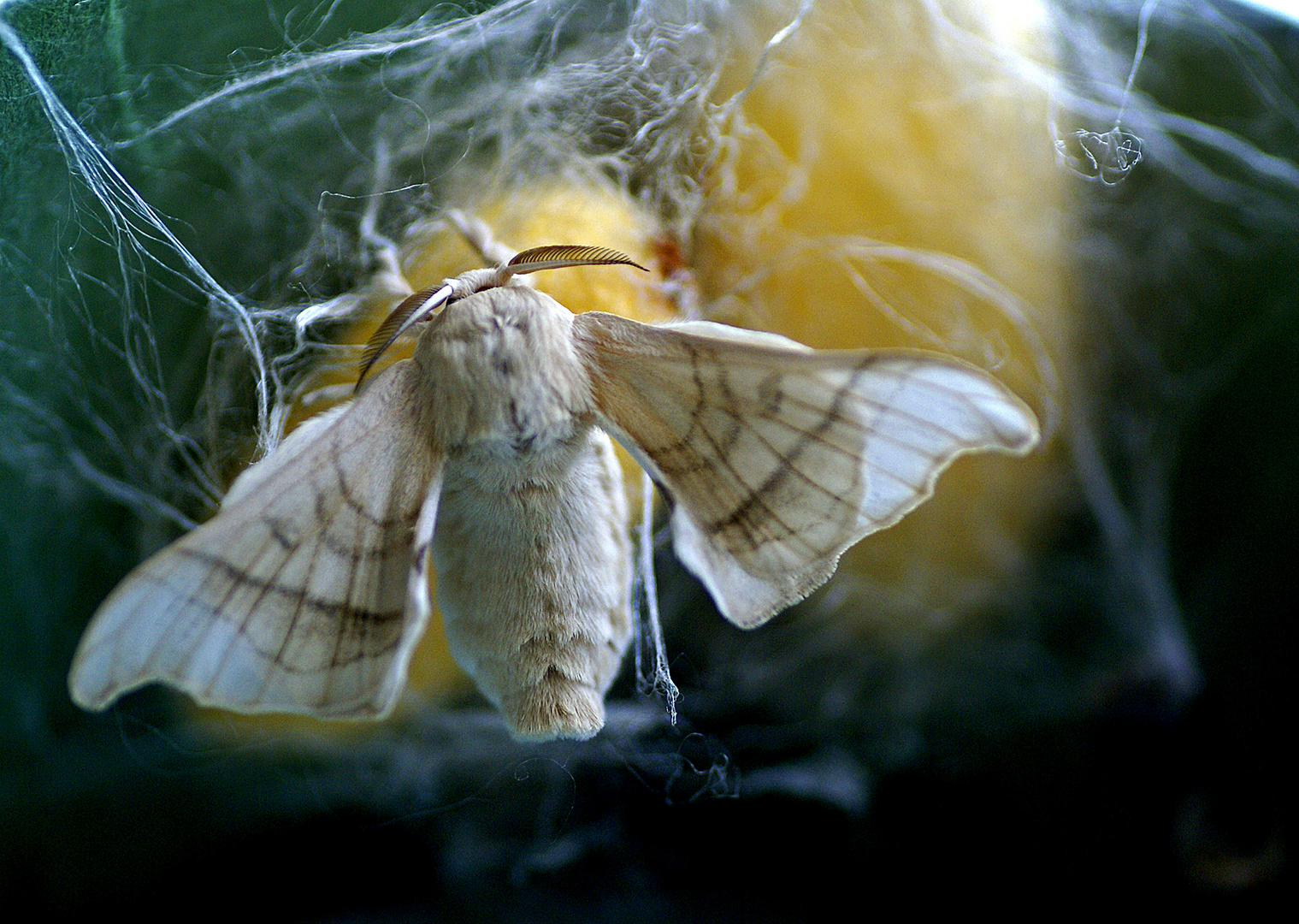 Mariposa de la seda