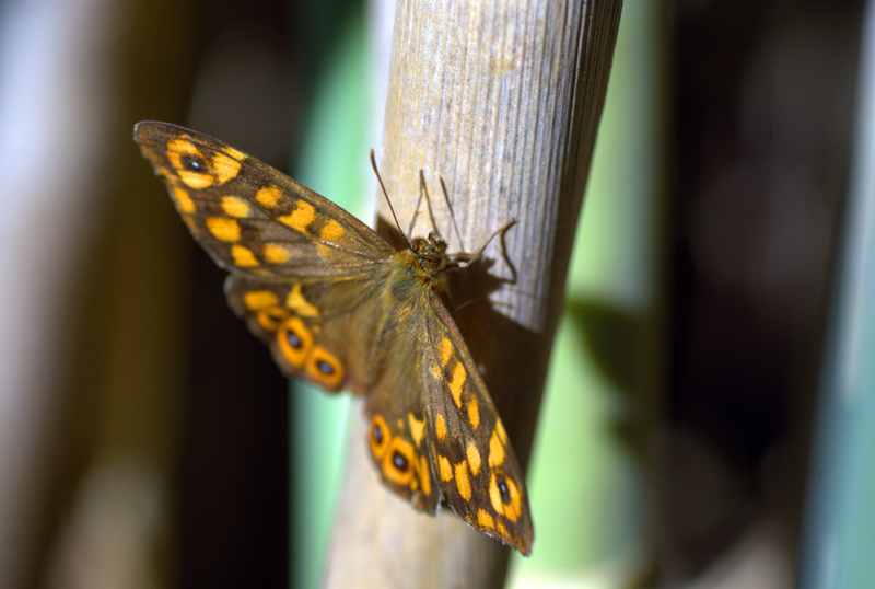 Mariposa de los muros