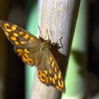 Mariposa de los muros