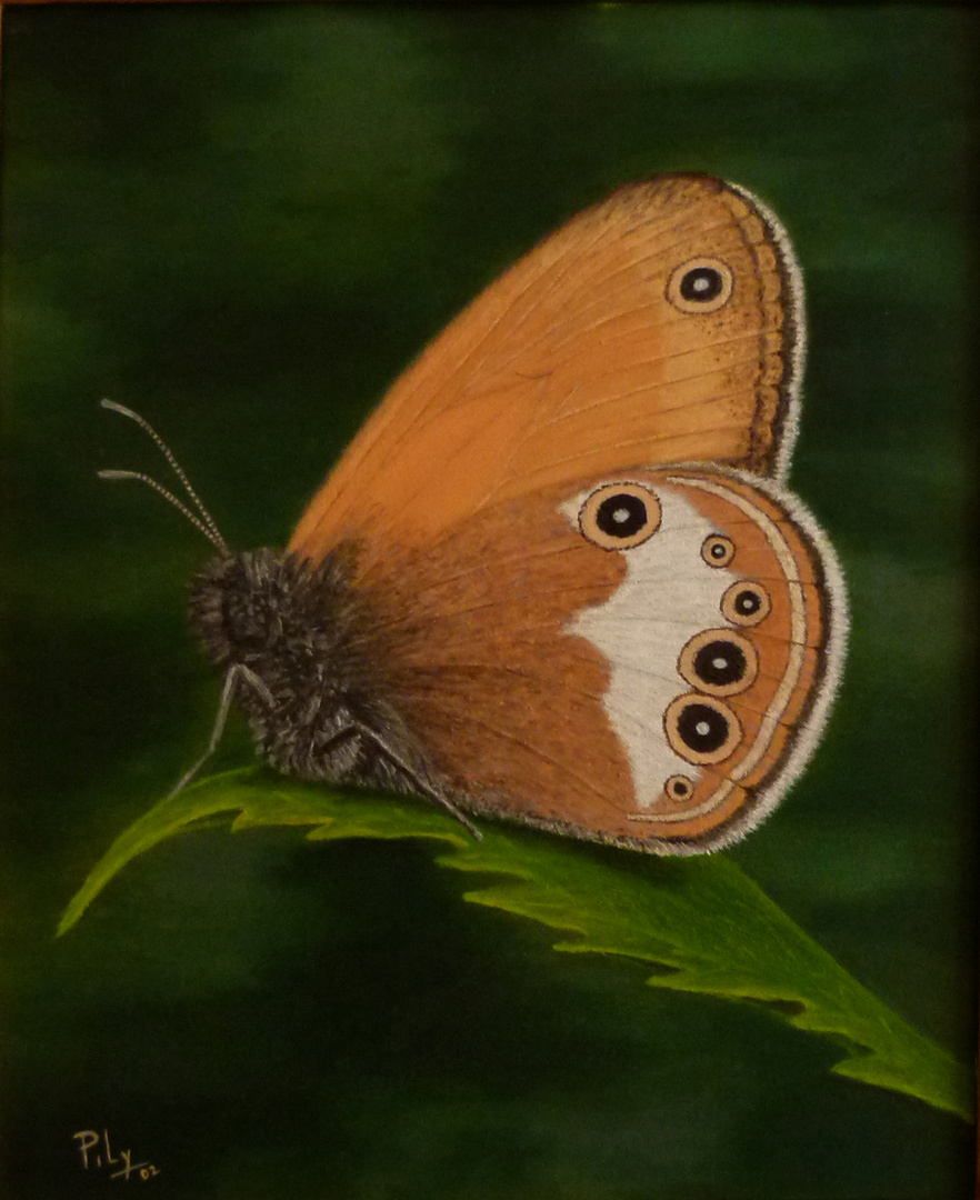 Mariposa de oleo